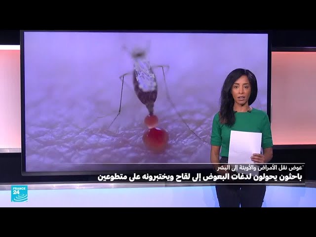 ⁣باحثون بريطانيون يُحوّلون لدغات البعوض إلى لّقاح ويختبرونه على متطوعين بشر! • فرانس 24 / FRANCE 24