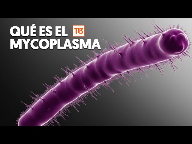 ⁣Qué es el mycoplasma, la bacteria que preocupa en Chile