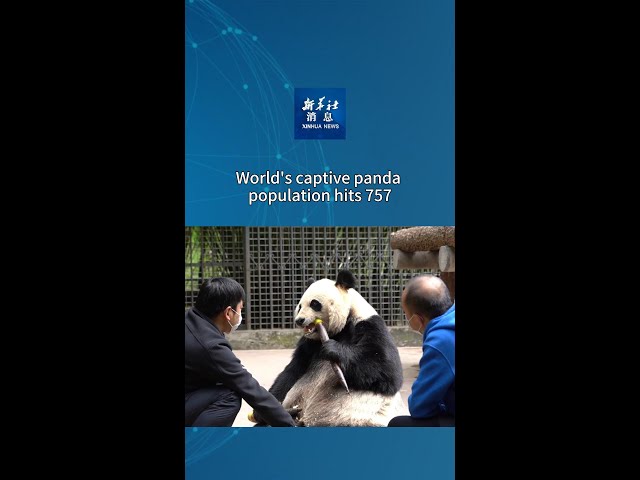 ⁣Xinhua News | World's captive panda population hits 757