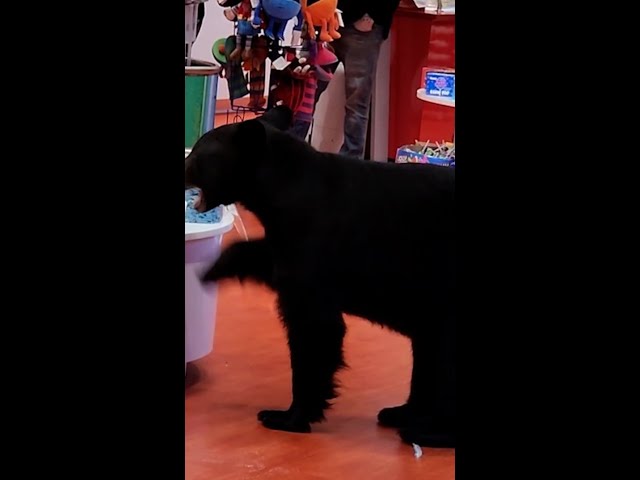 ⁣Bear munches on sweets in a candy shop #Shorts