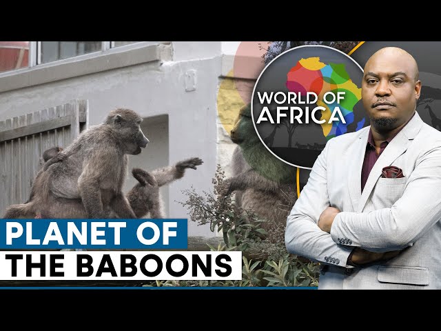 ⁣Cape Town Grapples With A Baboon Invasion | World Of Africa | WION