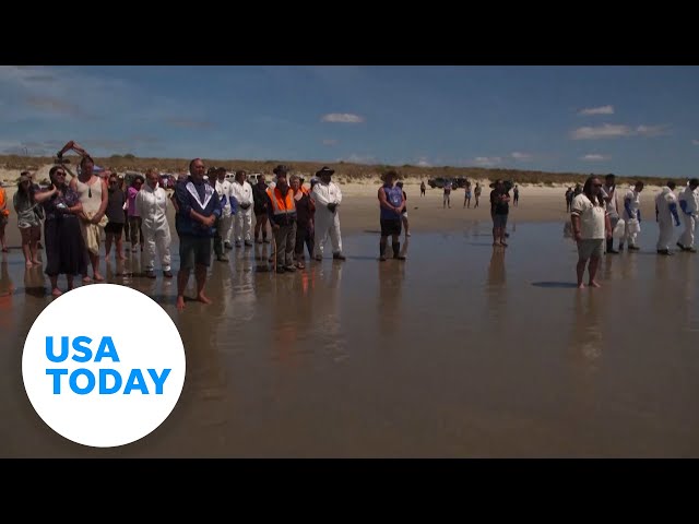 ⁣New Zealand locals redirect dozens of stranded whales back to sea | USA TODAY