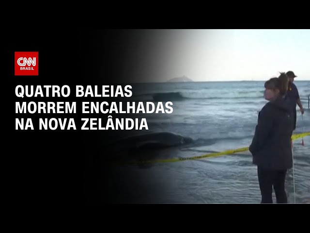 ⁣Quatro baleias morrem encalhadas na Nova Zelândia | LIVE CNN