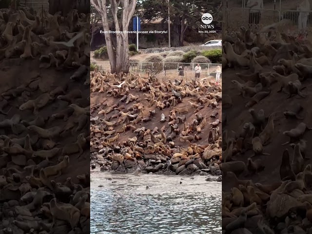 ⁣'Avalanche' of sea lions tumbles down slope in California - ABC News