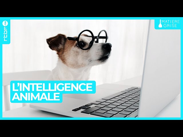 ⁣L'intelligence animale ou comment apprendre des comportements primitifs - Matière Grise