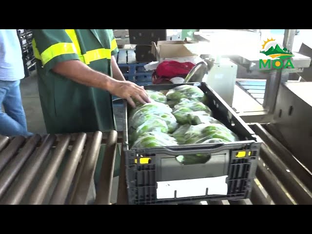 ⁣French Delegation Explores Saint Lucian Banana Market