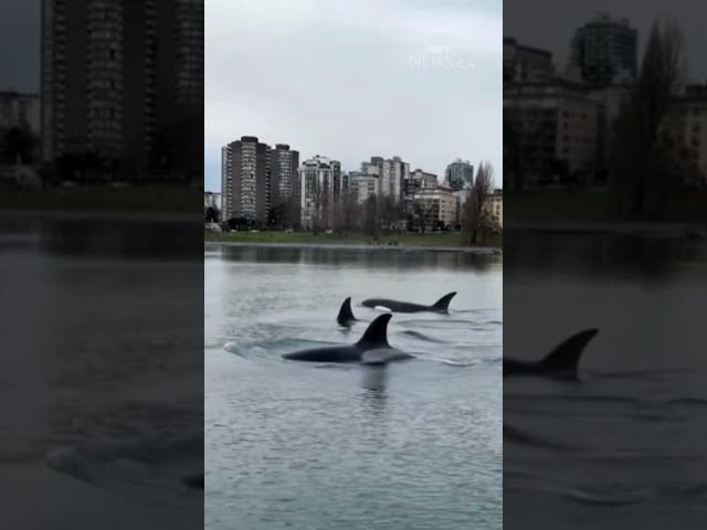 ⁣Orcas surprise ferry passengers in Vancouver