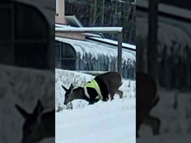 ⁣Deer spotted wearing high-visibility safety jacket in B.C.