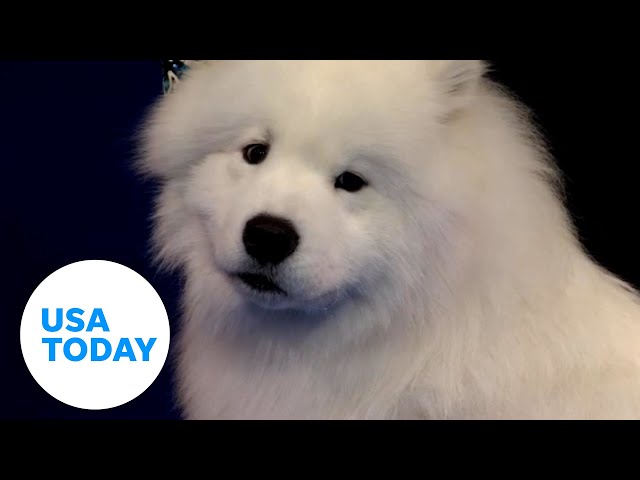 ⁣Dogs will compete to win Best in Show at the National Dog Show | USA TODAY