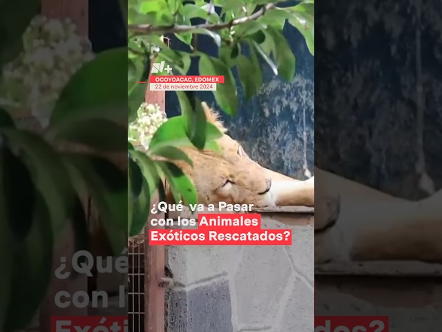 ⁣Nadie sabe que va a pasar con animales en peligro de extinción encontrados en casa de seguridad