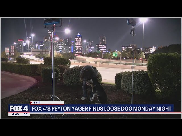 ⁣Loose dog walks up to FOX 4 reporter after owner abandoned him