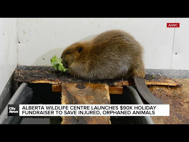 ⁣Alberta Wildlife Centre launches holiday fundraiser to save injured, orphaned animals