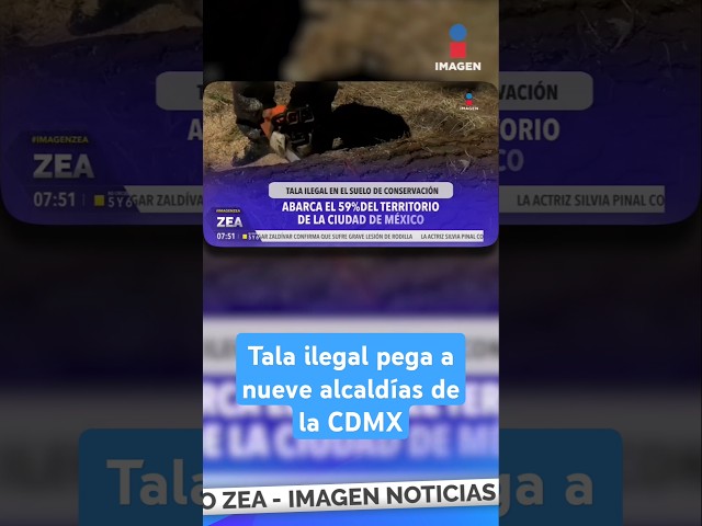 ⁣Tala ilegal pega a nueve alcaldías de la CDMX | Shorts | Zea