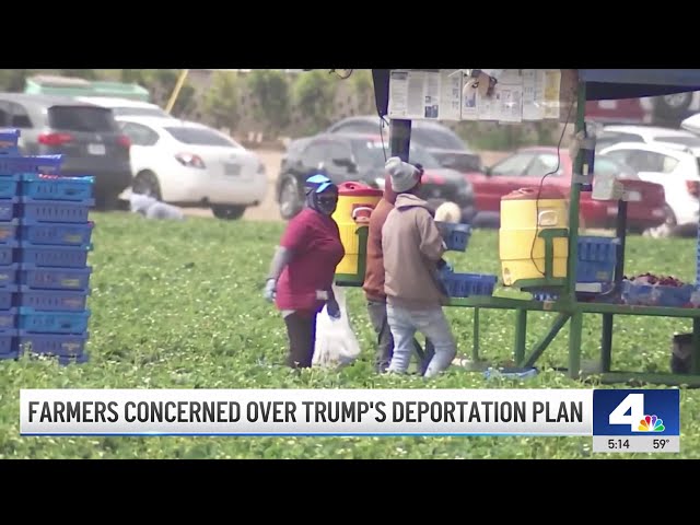 ⁣California farmers brace for Trump's mass deportation plans