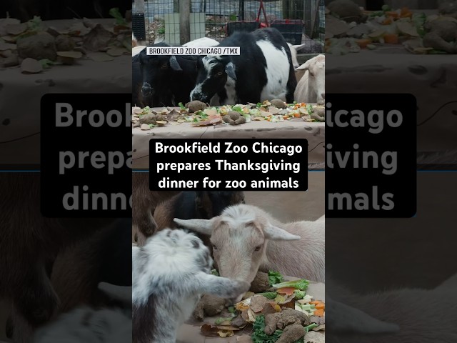 ⁣Brookfield Zoo Chicago prepares Thanksgiving dinner for zoo animals!