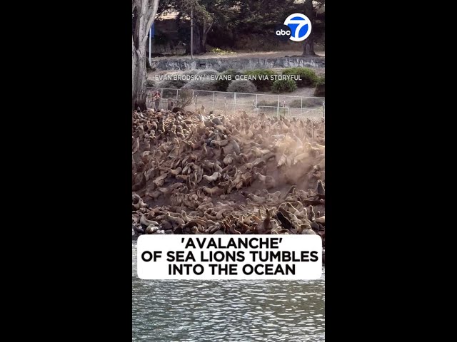 ⁣"Avalanche" of sea lions tumbles into the ocean