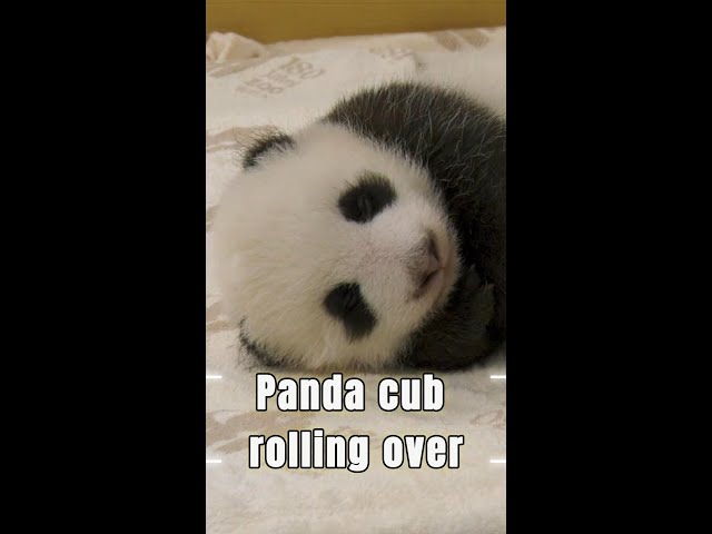 ⁣Panda cub in Berlin rolls over