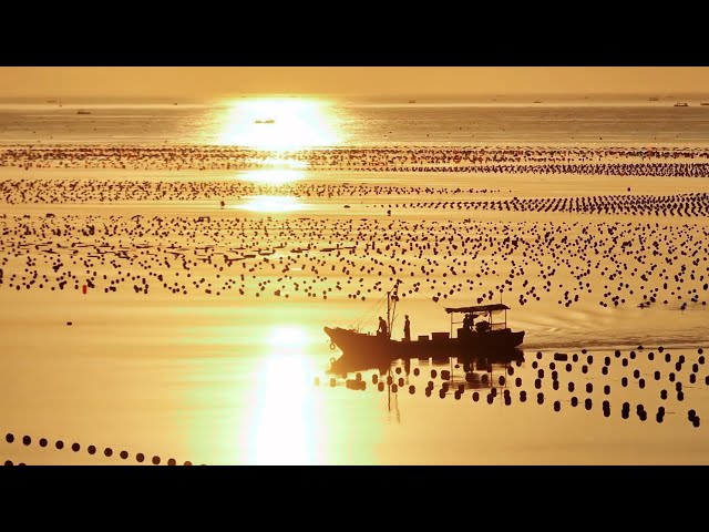 ⁣Illuminating tradition: exploring Qionghai's ocean culture and art of carp lanterns