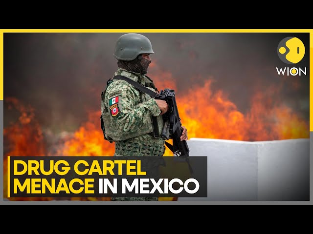 ⁣Mexico: Gulf Drug Cartel Behind US Illegal Fishing | Mexico News | World News | WION