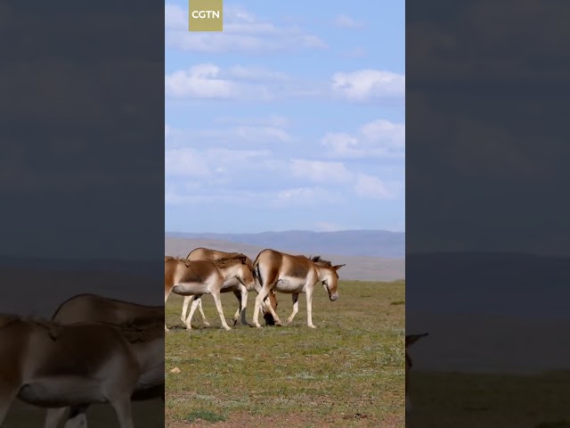 ⁣Tibetan wild donkeys, aka Equus kiang