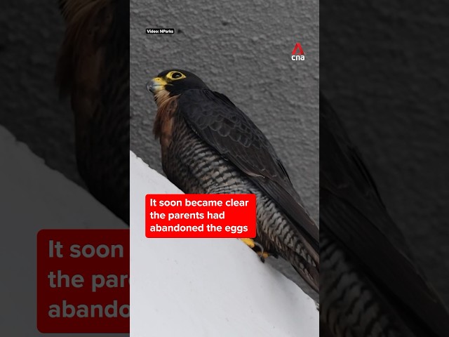 ⁣ Peregrine falcons recorded nesting in Singapore for the first time