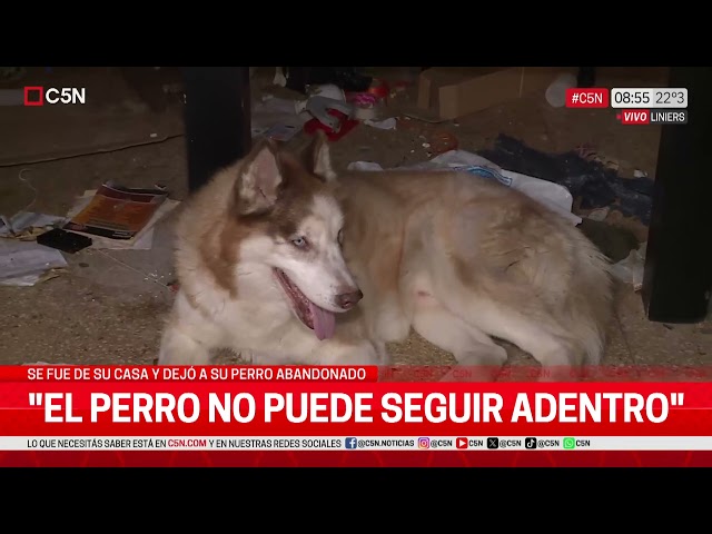 ⁣SE FUE de su CASA y DEJÓ a su PERRO ABANDONADO: los VECINOS ABRIERON la VENTANA para DARLE de COMER