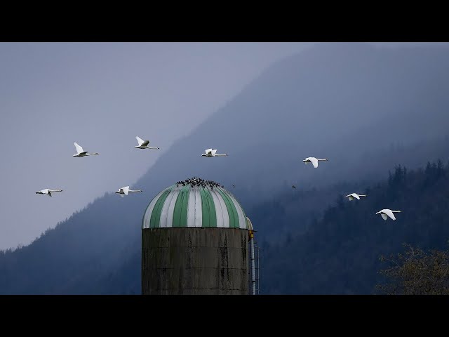 ⁣B.C. teen with avian flu in stable condition while officials try to track down origin of infection