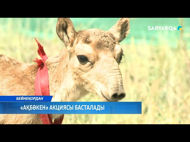 ⁣«Ақбөкен» акциясы басталады