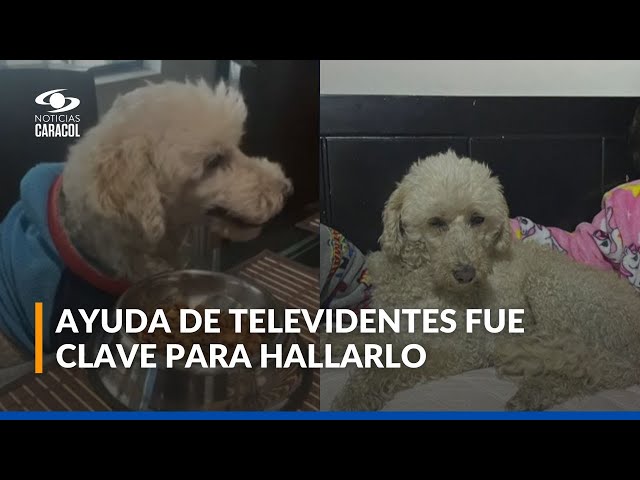 ⁣Apareció Capitán, el perrito que se perdió por San Victorino, en Bogotá