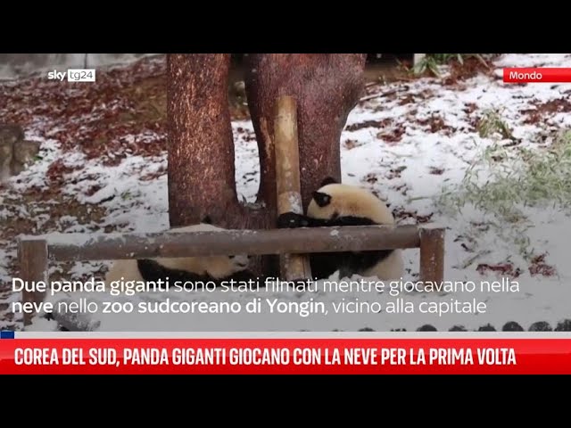 ⁣Seul, panda giganti giocano con la neve per la prima volta