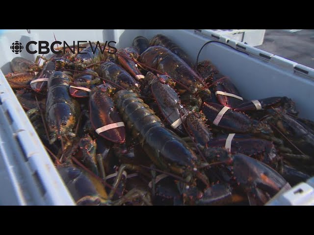 ⁣Trump tariffs could have 'severe consequences' for lobster processors, N.B. association sa