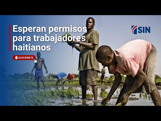 ⁣Sectores esperan se otorguen permisos a trabajadores haitianos