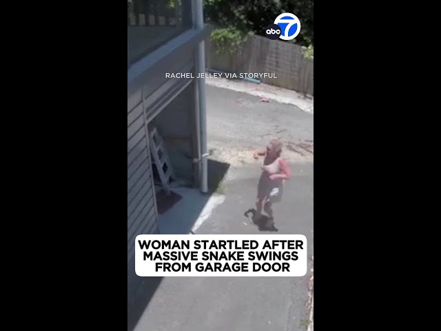 ⁣Massive snake swings toward woman from garage door