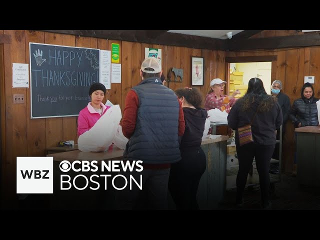 ⁣Massachusetts farms sell thousands of fresh turkeys ahead of Thanksgiving