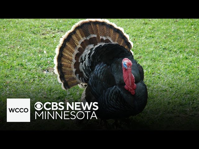 ⁣Wild turkeys become a nuisance for Minnesota residents