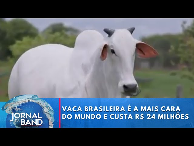 ⁣Vaca brasileira é a mais cara do mundo e custa R$ 24 milhões | Jornal da Band