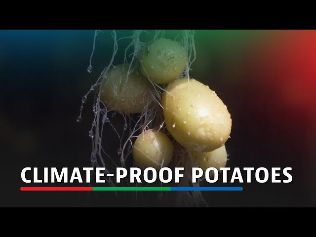 ⁣China scientists rush to climate-proof potatoes | ABS-CBN News