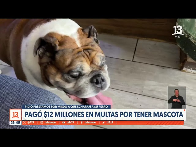 ⁣Por miedo de que echaran a su mascota de edificio pagó $12 millones en multas