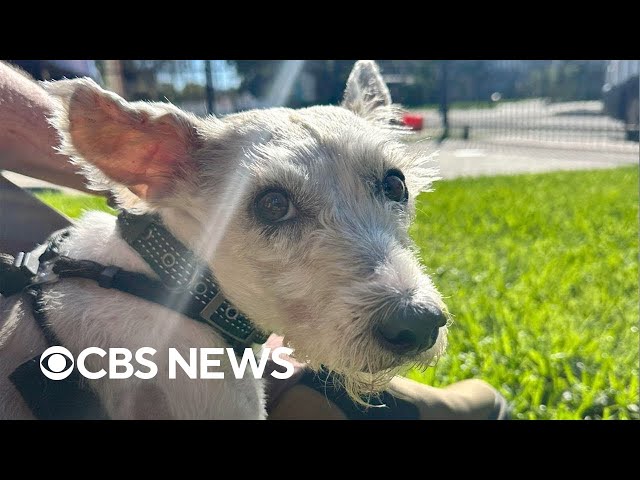 ⁣New Orleans community hoping to find escaped rescue dog before Thanksgiving