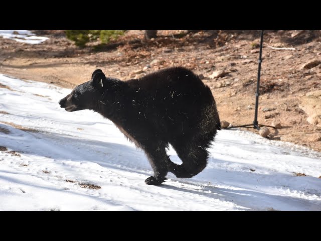 ⁣Colorado Parks and Wildlife releases 2 bear cubs in Boulder County