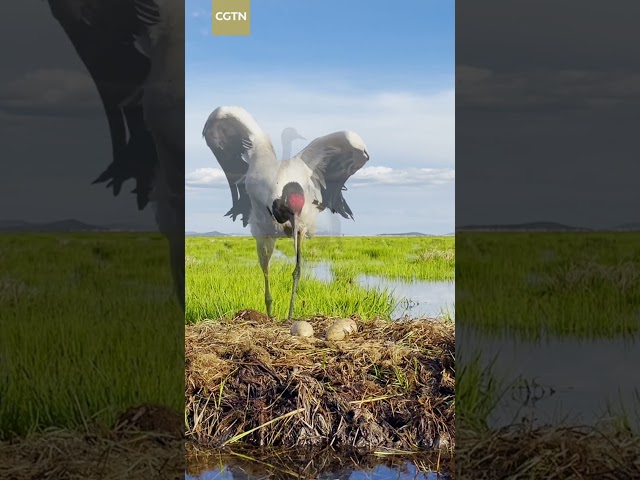 ⁣Rare black-necked crane incubates in Sichuan's Zoige Wetland