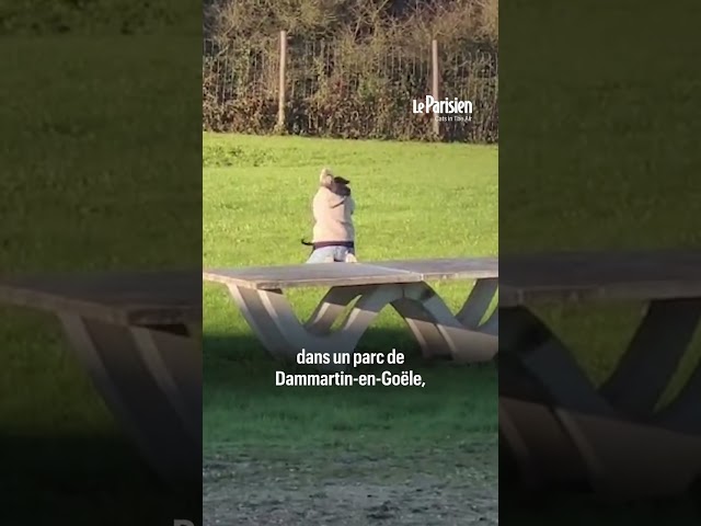 ⁣Quand Amalka, la chienne perdue à l'aéroport de Roissy, retrouve sa maîtresse