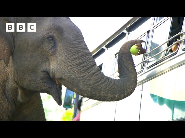 ⁣Elephant's clever trick for getting more snacks - BBC