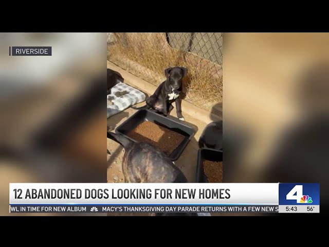 ⁣12 abandoned dogs found in the Inland Empire