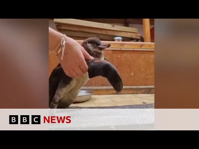 ⁣Penguin who lost her waddle saved by keepers | BBC News