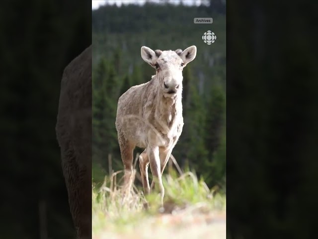 ⁣Le prix d’un caribou - Vidéojournal Gaspésie–Îles-de-la-Madeleine