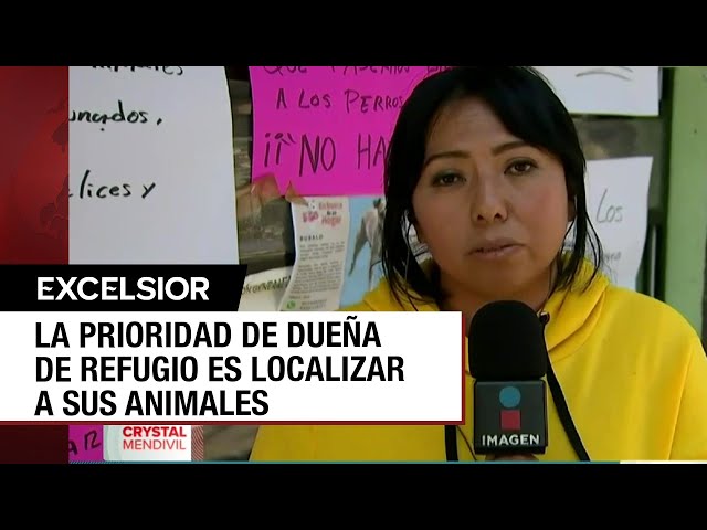 ⁣Dueña de refugio animal clausurado en la Narvarte niega maltratar a perritos