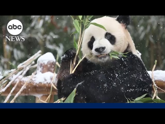 ⁣Twin pandas experience first snow in South Korean zoo