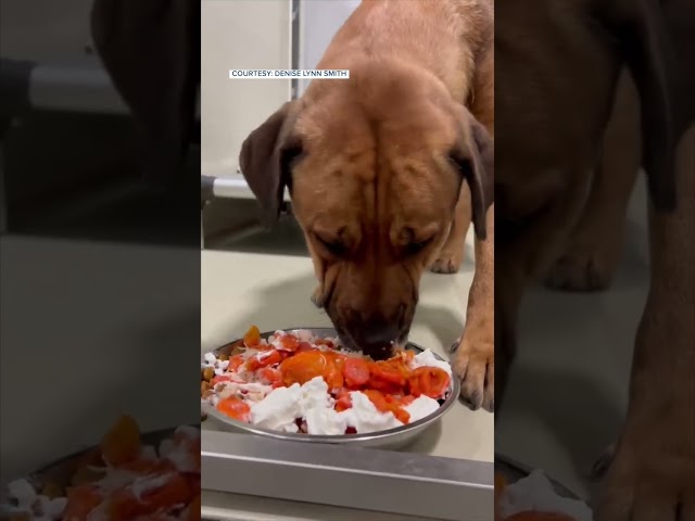 ⁣Bakersfield Shelter Dogs Celebrate Thanksgiving  #california #bakersfield #kern #dogs