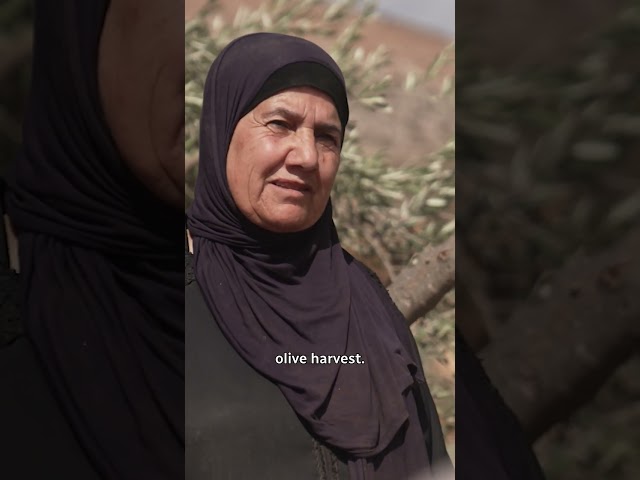 ⁣Israeli settler attacks threaten Palestinian olive harvest